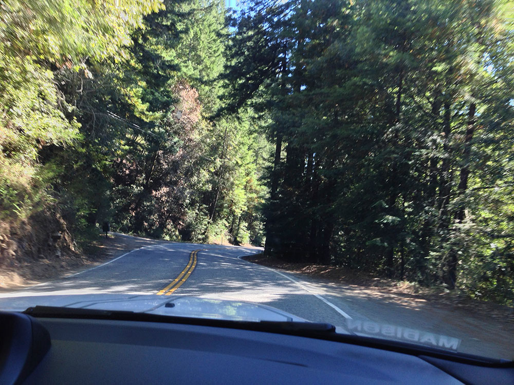 Driving the BMW ActiveE through a redwood forest on a winding road in Northern California.